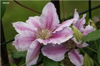 d29ddf4d-IMG_7080 klimatis.jpg